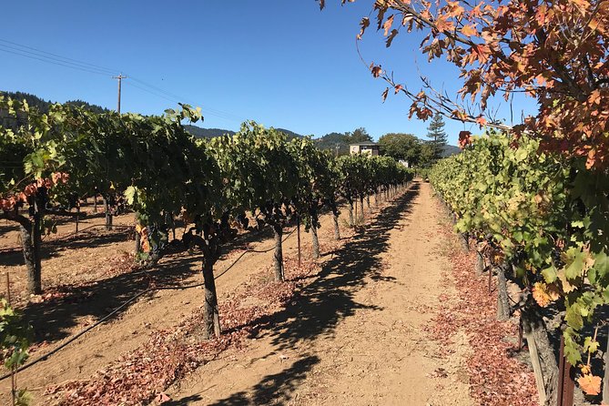 Small-Group Wine Country Tour from San Francisco with Tastings - Guide style is part of the value, not just entertainment