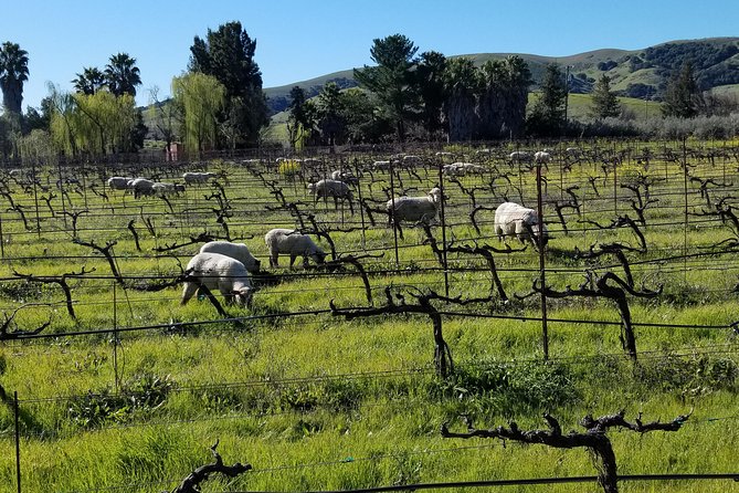 Sonoma Wine Tour with 2 Tastings Included Small-Group Half Day - Pickup and drop-off: why this saves you time and stress