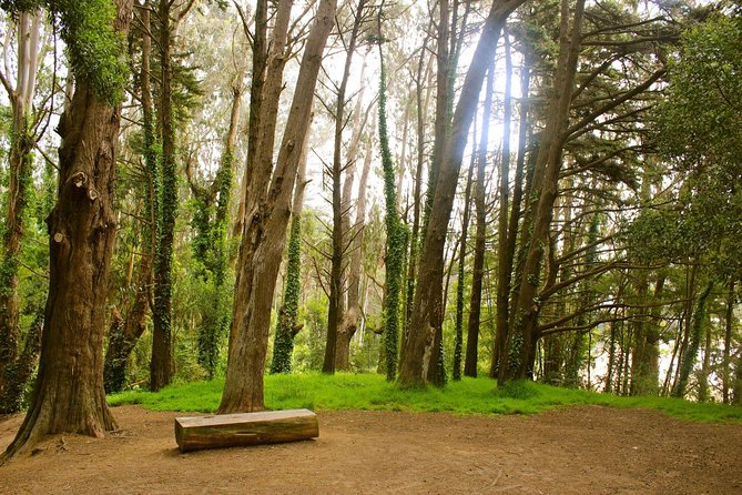 The Presidio: Main Post to the Golden Gate Bridge - Ecology Trail: cypress, eucalyptus, and a redwood grove moment