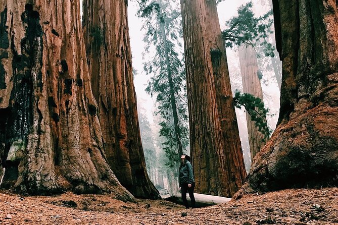 Yosemite 3-Day Lodging Adventure from San Francisco - Where you eat and how the meals help your Yosemite day