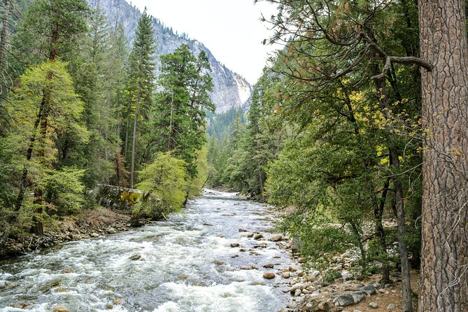 Yosemite Adventure: Full-Day Private Tour from San Francisco - Mariposa Grove giant sequoias and why tree time is worth it