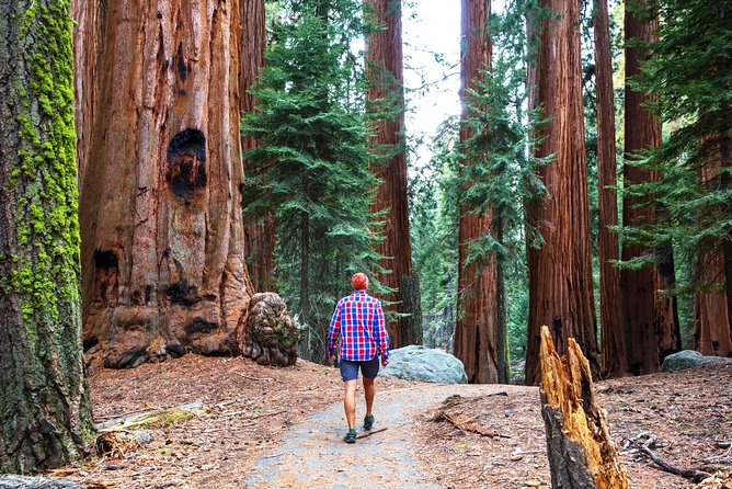 Yosemite and Tahoe from San Francisco: 4 Day Sierra Nevada Tour - Guides, comfort, and the small-group reality