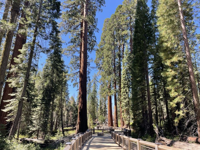 Yosemite, Giant Sequoias, Private Tour from San Francisco - Half Dome and Glacier Point-style views: the panorama moment