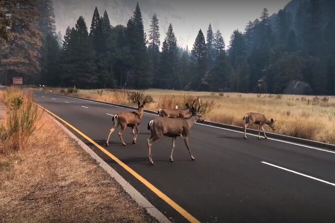Yosemite, Kings Canyon National Parks 2 Day Tour from SF - Overnight Hotel: Why The Included Sleep Matters
