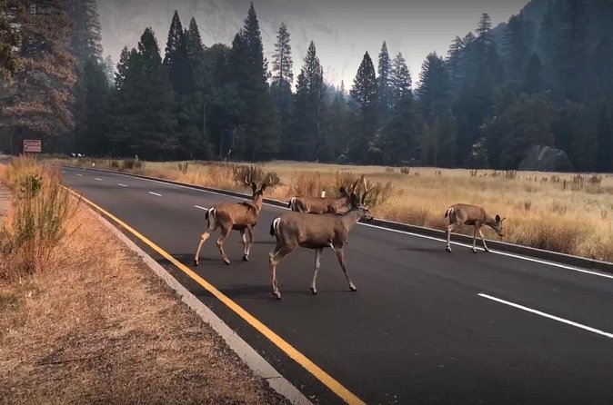 Yosemite, Kings Canyon National Parks 2 Day Tour from SF - What To Bring And How To Make The Short Stops Feel Longer