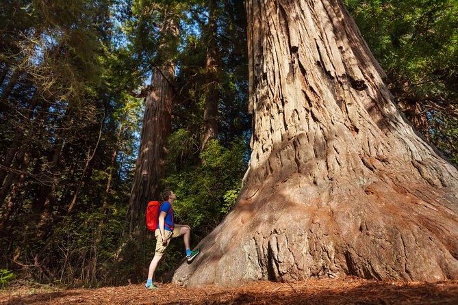Yosemite National Park & Giant Sequoias 2-Day Semi-Guided Tour - Getting From San Francisco to Yosemite Without a Rental Car Headache