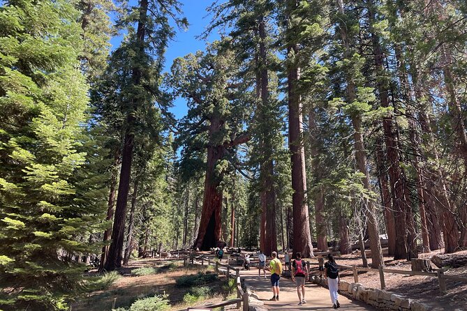 Yosemite National Park & Sequoias Private Tour from San Francisco - San Francisco to Yosemite, in one long day that actually works