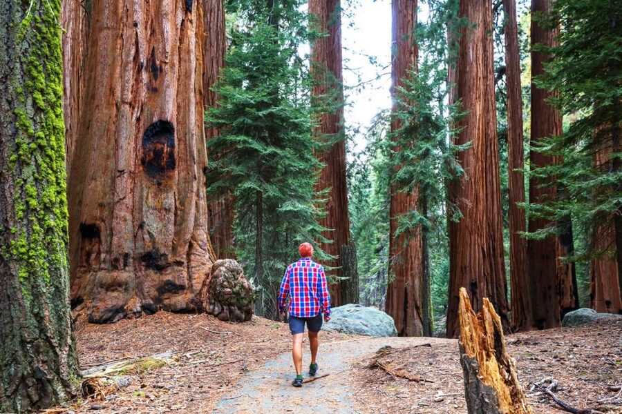 Yosemite Valley: 3-Day Lodging Adventure - Day 3: Your Free Day in Yosemite Valley, Including Bikes and the Merced River